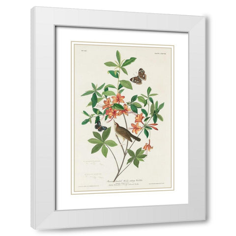 Brown headed Worm eating Warbler White Modern Wood Framed Art Print with Double Matting by Audubon, John James
