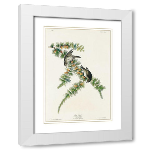 Pine Finch White Modern Wood Framed Art Print with Double Matting by Audubon, John James