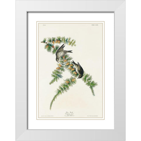 Pine Finch White Modern Wood Framed Art Print with Double Matting by Audubon, John James