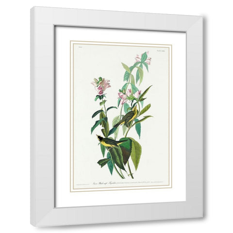 Green Black-Capt Flycatcher  White Modern Wood Framed Art Print with Double Matting by Audubon, John James