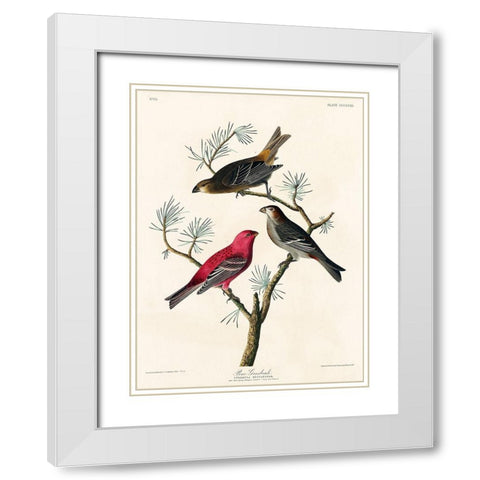 Pine Grosbeak White Modern Wood Framed Art Print with Double Matting by Audubon, John James