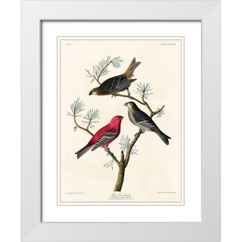 Pine Grosbeak White Modern Wood Framed Art Print with Double Matting by Audubon, John James