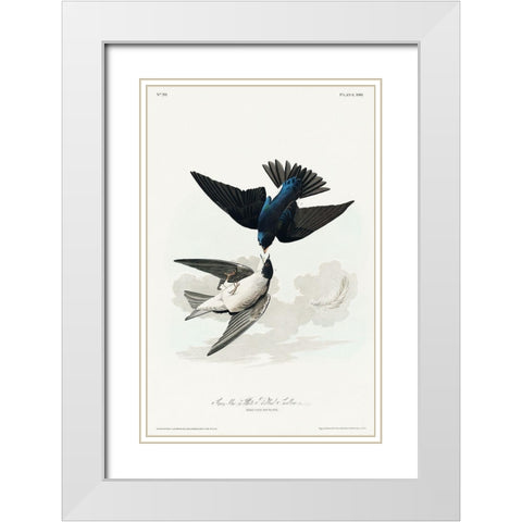 White-bellied Swallow White Modern Wood Framed Art Print with Double Matting by Audubon, John James