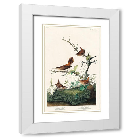 Winter Wren and Rock Wren White Modern Wood Framed Art Print with Double Matting by Audubon, John James