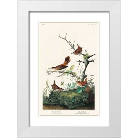 Winter Wren and Rock Wren White Modern Wood Framed Art Print with Double Matting by Audubon, John James