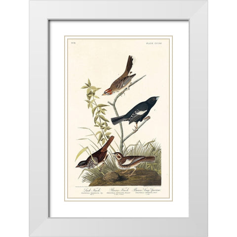 Lark Finch, Prairie Finch and Brown Song Sparrow White Modern Wood Framed Art Print with Double Matting by Audubon, John James
