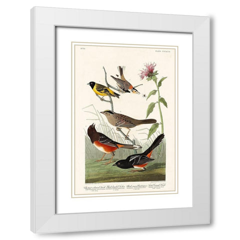 Chestnut-coloured Finch, Black-headed Siskin, Black crown Bunting and Arctic Ground Finch White Modern Wood Framed Art Print with Double Matting by Audubon, John James