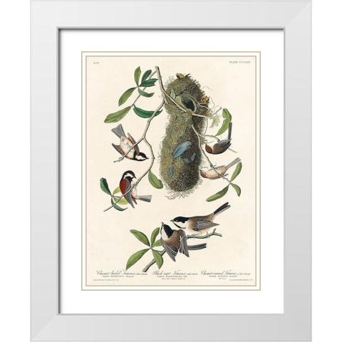 Chesnut-backed Titmouse, Black-capt Titmouse and Chesnut-crowned Titmouse White Modern Wood Framed Art Print with Double Matting by Audubon, John James