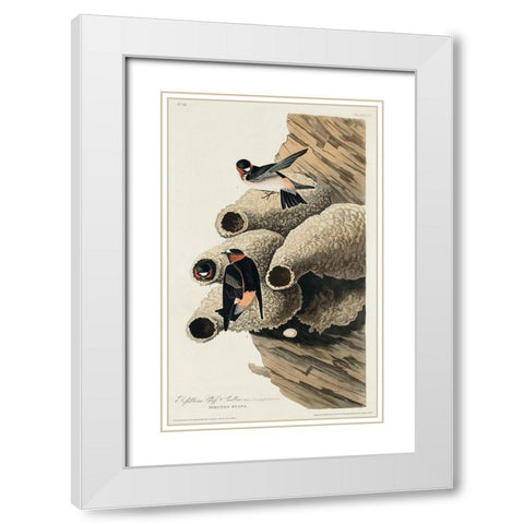 Republican, or Cliff Swallow White Modern Wood Framed Art Print with Double Matting by Audubon, John James