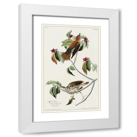 Wood Thrush White Modern Wood Framed Art Print with Double Matting by Audubon, John James