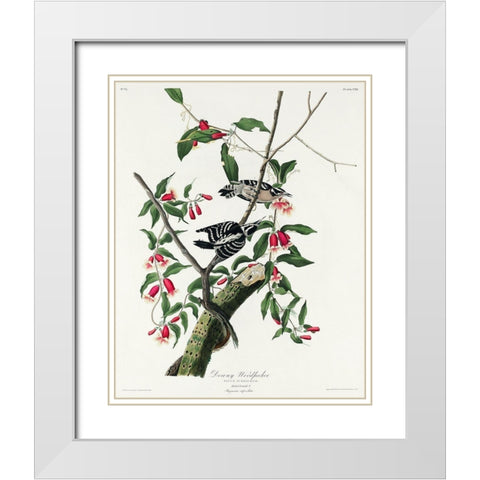 Downy Woodpecker White Modern Wood Framed Art Print with Double Matting by Audubon, John James