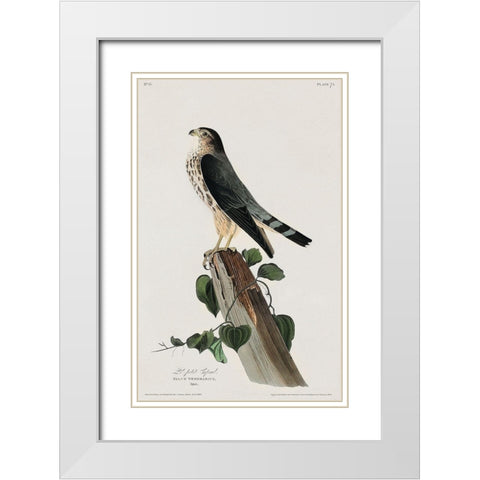 Le Petit Caporal White Modern Wood Framed Art Print with Double Matting by Audubon, John James