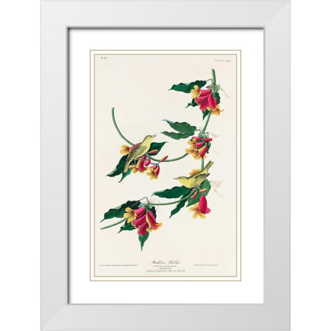 Rathbone Warbler White Modern Wood Framed Art Print with Double Matting by Audubon, John James