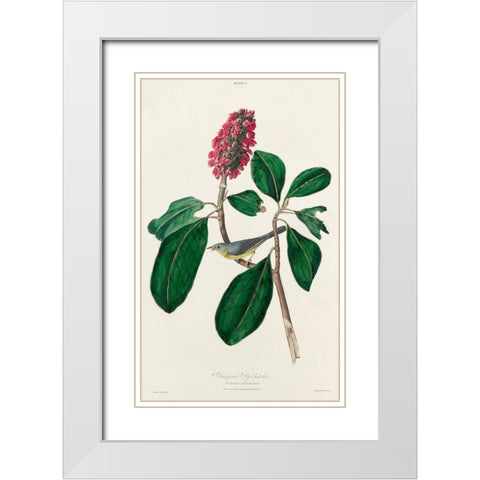 Bonapartes Flycatcher White Modern Wood Framed Art Print with Double Matting by Audubon, John James