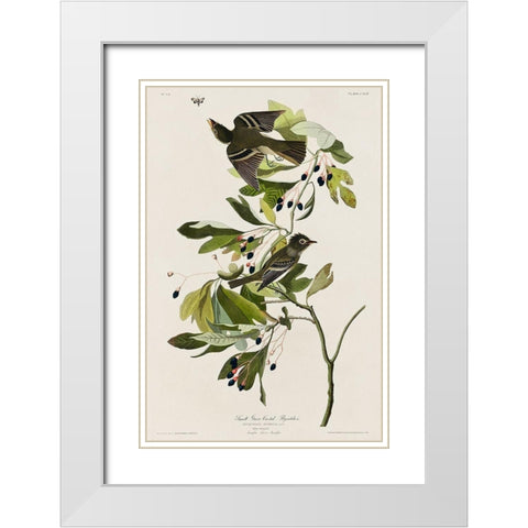 Small Green Crested Flycatcher  White Modern Wood Framed Art Print with Double Matting by Audubon, John James