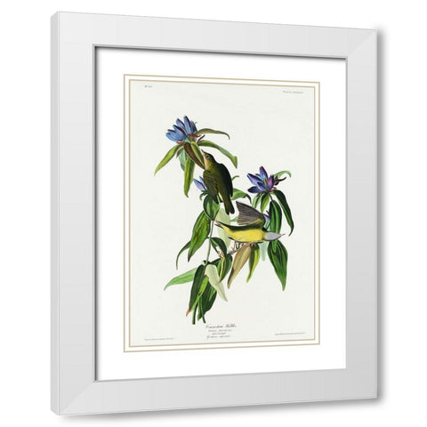 Connecticut Warbler White Modern Wood Framed Art Print with Double Matting by Audubon, John James