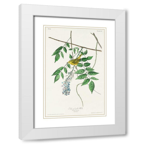 Blue-eyed yellow Warbler White Modern Wood Framed Art Print with Double Matting by Audubon, John James