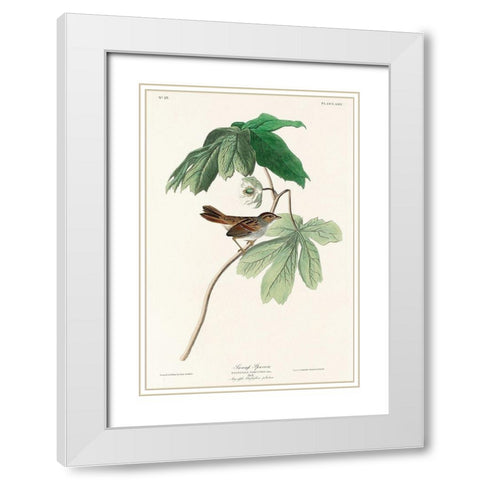 Swamp Sparrow White Modern Wood Framed Art Print with Double Matting by Audubon, John James