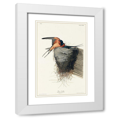 Barn Swallow White Modern Wood Framed Art Print with Double Matting by Audubon, John James