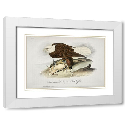 White Headed Sea Eagle or Bald Eagle White Modern Wood Framed Art Print with Double Matting by Audubon, John James