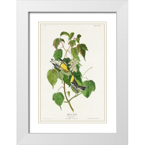 Hemlock Warbler White Modern Wood Framed Art Print with Double Matting by Audubon, John James