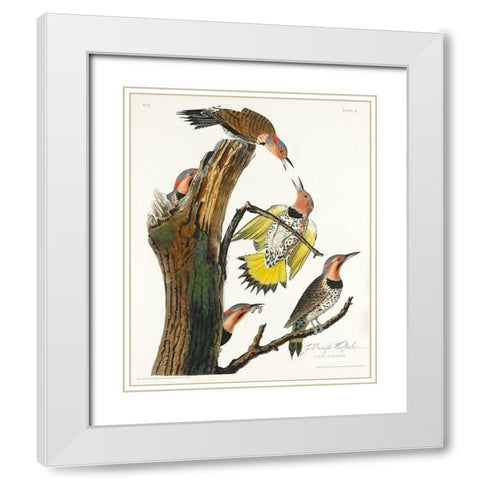 Golden-winged Woodpecker White Modern Wood Framed Art Print with Double Matting by Audubon, John James