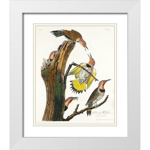 Golden-winged Woodpecker White Modern Wood Framed Art Print with Double Matting by Audubon, John James