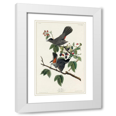 Cat Bird White Modern Wood Framed Art Print with Double Matting by Audubon, John James