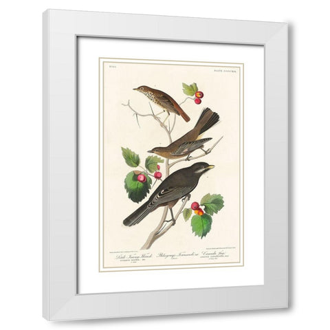 Little Tawny Thrush, Ptiliogonys Townsendi and Canada Jay White Modern Wood Framed Art Print with Double Matting by Audubon, John James