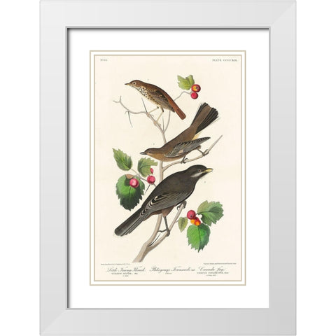 Little Tawny Thrush, Ptiliogonys Townsendi and Canada Jay White Modern Wood Framed Art Print with Double Matting by Audubon, John James