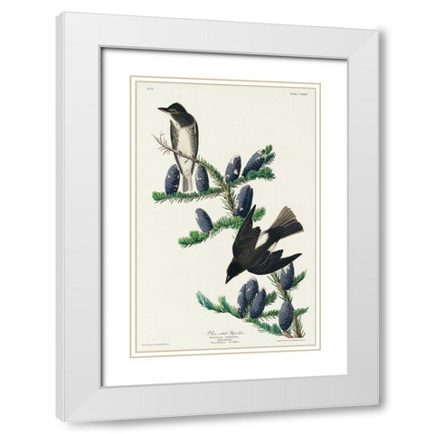 Olive sided Flycatcher White Modern Wood Framed Art Print with Double Matting by Audubon, John James