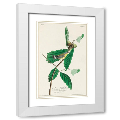 Black and Yellow Warbler White Modern Wood Framed Art Print with Double Matting by Audubon, John James