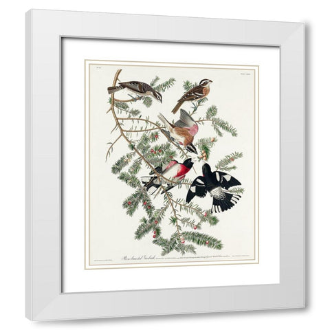 Rose-breasted Grosbeak White Modern Wood Framed Art Print with Double Matting by Audubon, John James