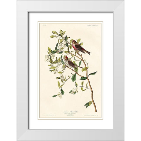 Lesser Red-Poll White Modern Wood Framed Art Print with Double Matting by Audubon, John James