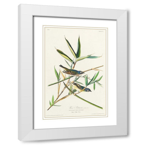 Vireo Solitarius White Modern Wood Framed Art Print with Double Matting by Audubon, John James