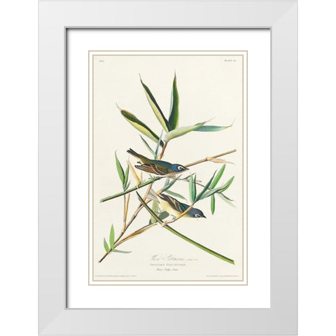 Vireo Solitarius White Modern Wood Framed Art Print with Double Matting by Audubon, John James