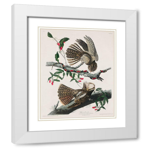 Chuck-wills Widow  White Modern Wood Framed Art Print with Double Matting by Audubon, John James