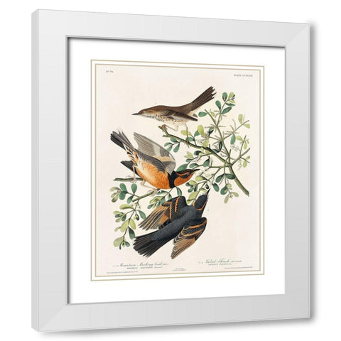Mountain Mocking bird and Varied Thrush White Modern Wood Framed Art Print with Double Matting by Audubon, John James