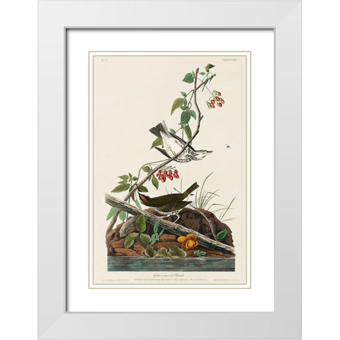 Golden-crowned Thrush White Modern Wood Framed Art Print with Double Matting by Audubon, John James