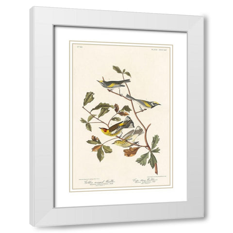 Golden-winged Warbler and Cape May Warbler White Modern Wood Framed Art Print with Double Matting by Audubon, John James