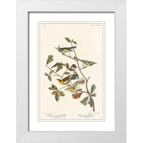 Golden-winged Warbler and Cape May Warbler White Modern Wood Framed Art Print with Double Matting by Audubon, John James