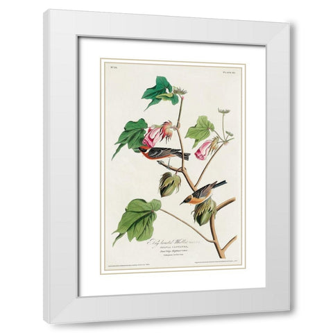 Bay-breasted Warbler White Modern Wood Framed Art Print with Double Matting by Audubon, John James