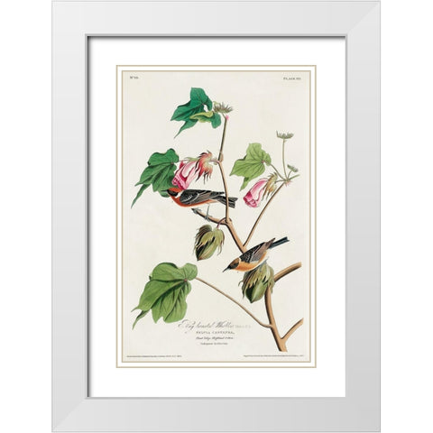 Bay-breasted Warbler White Modern Wood Framed Art Print with Double Matting by Audubon, John James