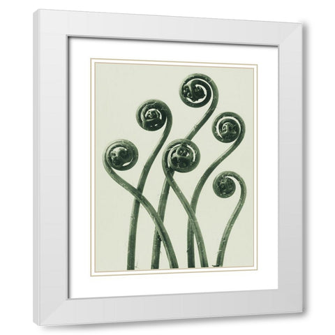 Adiantum pedatum (American Maiden-hair Fern) White Modern Wood Framed Art Print with Double Matting by Blossfeldt, Karl