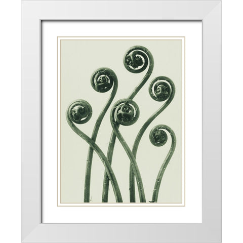 Adiantum pedatum (American Maiden-hair Fern) White Modern Wood Framed Art Print with Double Matting by Blossfeldt, Karl