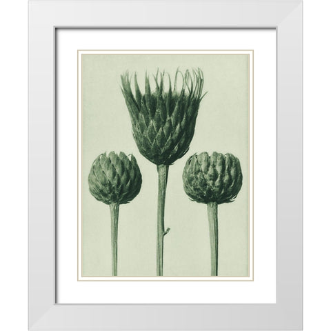 Serratula Nudicaulis (Bare–Stemmed Common Saw–Wort) White Modern Wood Framed Art Print with Double Matting by Blossfeldt, Karl