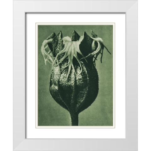 Tellima randiflora (Fringe Cups) White Modern Wood Framed Art Print with Double Matting by Blossfeldt, Karl