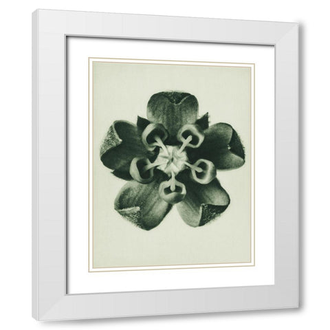 Asclepias Syriaca (Common Milkweed) White Modern Wood Framed Art Print with Double Matting by Blossfeldt, Karl