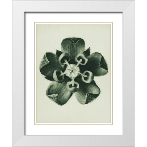 Asclepias Syriaca (Common Milkweed) White Modern Wood Framed Art Print with Double Matting by Blossfeldt, Karl