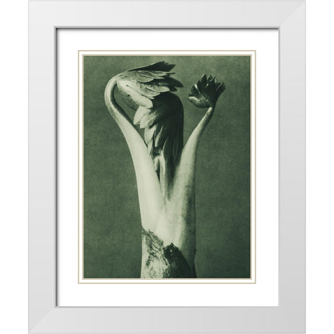 Aconitum (Aconite or Monks Hood) White Modern Wood Framed Art Print with Double Matting by Blossfeldt, Karl